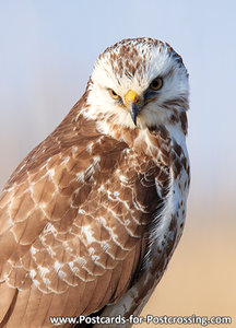 Postcard Common buzzard