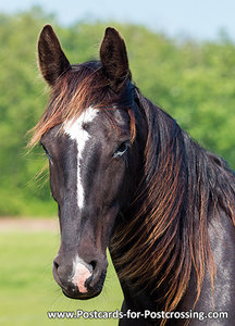 Horse postcard