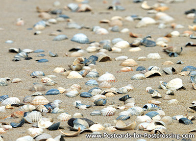 Postcard seashells on beach