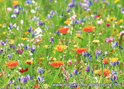 Wild flowers postcard