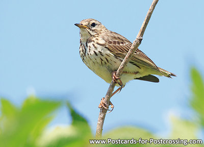 Meadow pipit postcard