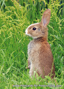 European rabbit postcard