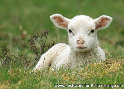 Lamb postcard