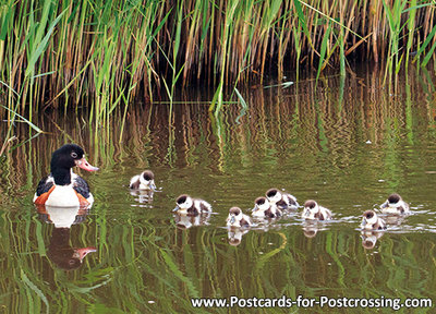 Common shelduck postcard