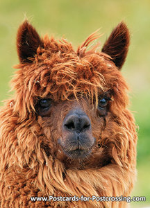 Alpaca postcard