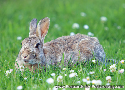  Postcard European rabbit