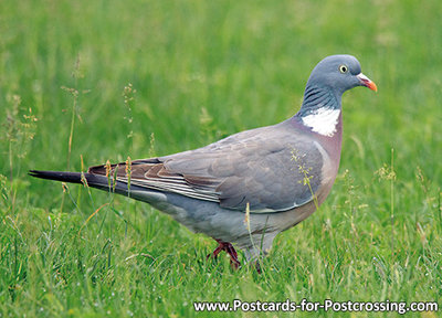 Postcard Common wood pigeon