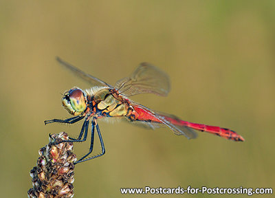 Heather dragonfly postcard