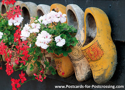 Postcard clogs with geraniums