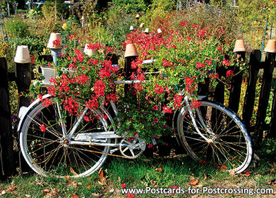 Bicycle postcard with geraniums