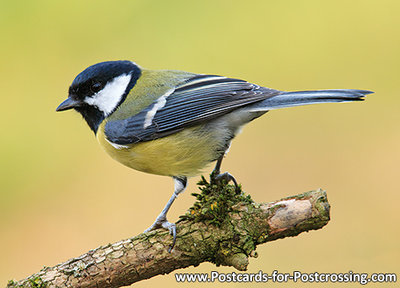 Great tit postcard