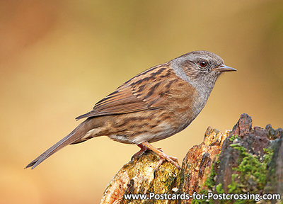 Dunnock postcard