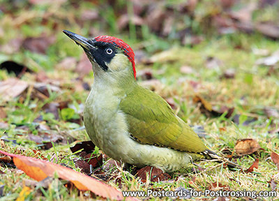 Green woodpecker postcard