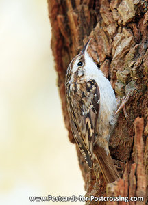 Short-toed treecreeper postcard