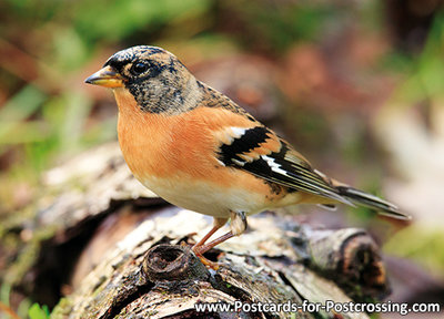 Brambling postcard