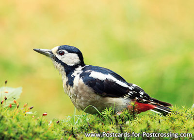 Woodpecker postcard