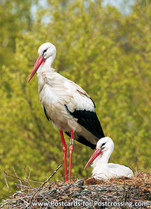 Storks on nest postcard