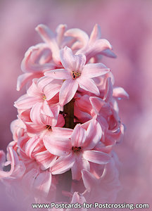 Hyacinthus orientalis postcard