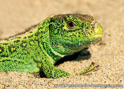 Sand lizard postcard