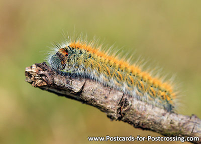 Caterpillar postcard