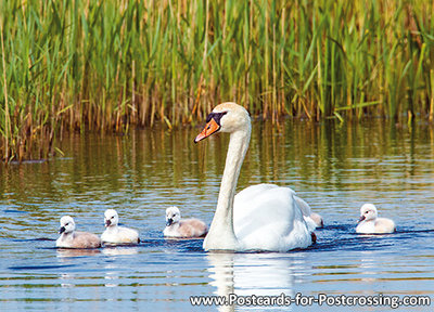 Mute swan with young postcard