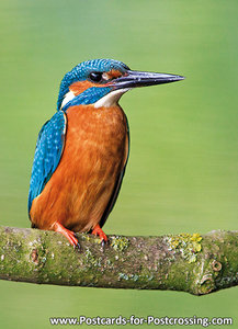 kingfisher on a twig postcard