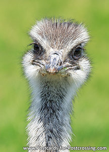Emu postcard
