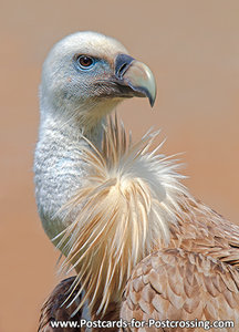 Griffon vulture postcard
