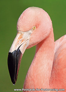 Flamingo postcard - flamingo card
