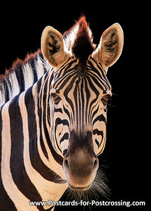 Zebra card - zebra postcard