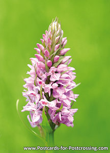 Wild orchid postcard