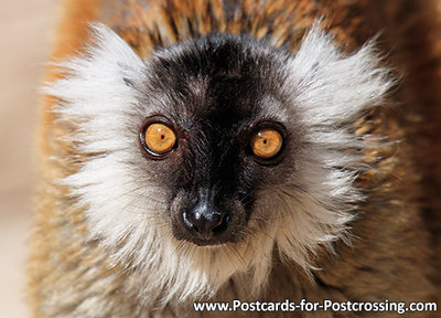 Black lemur postcard