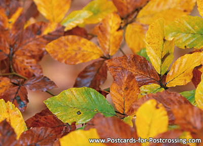 Postcard fall leaves