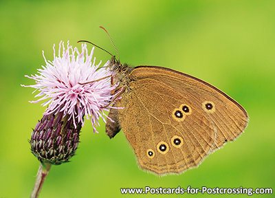 Postcard Ringlet butterfly