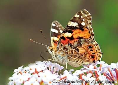 Postcard Vanessa atalanta butterfly