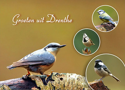 Postcard birds in Drenthe