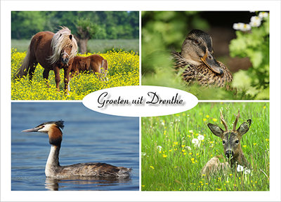 Postcard Animals in Drenthe