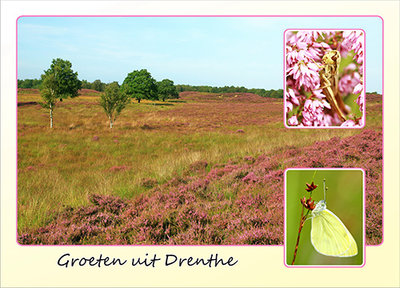 Postcard heath in Drenthe