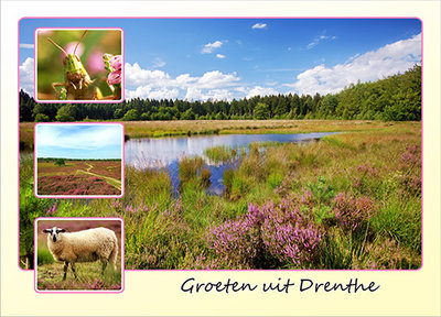 Postcard heather in Drenthe