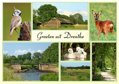 Postcard landscape and animals Drenthe