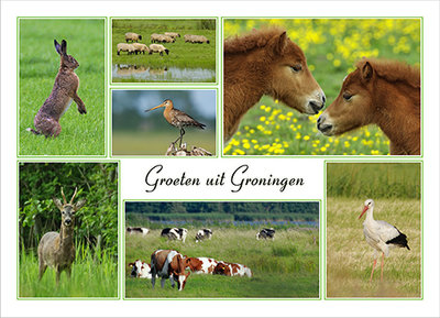 Postcard greetings from Groningen