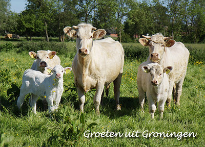 Postcard greetings from Groningen