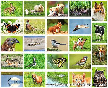 Animal postcard set