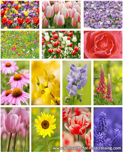Flower postcard set 