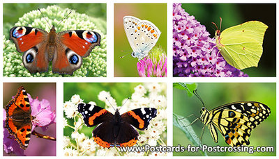 Butterfly postcard set