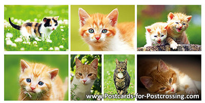 Cat postcard set