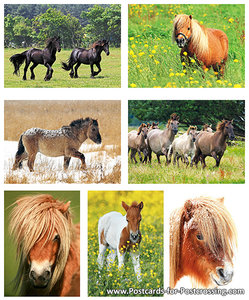 Postcard set horses and ponies: