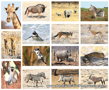 African animals postcard set