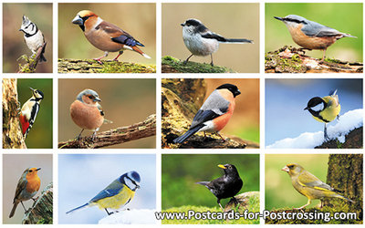 Forest birds postcard set