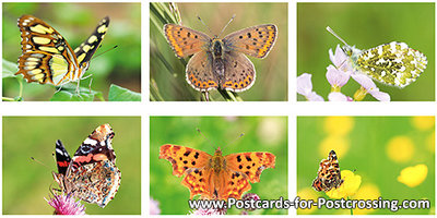 Butterfly postcard set